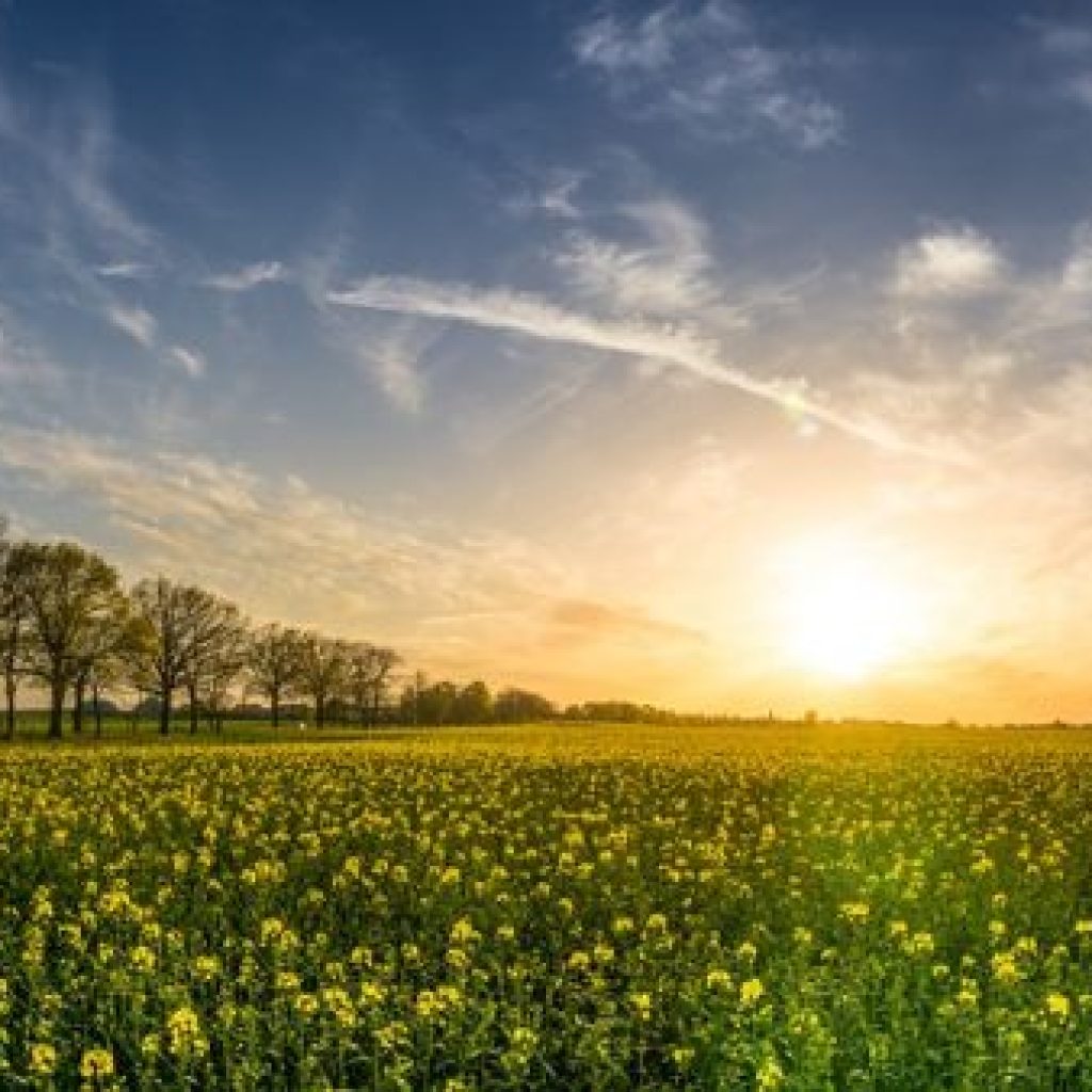 A field of yellow flowers at sunset